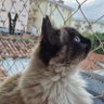 Elisabete's profile picture