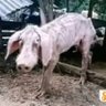 Bambuzinho profil fotoğrafı
