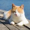 ژوندی ضمير's profile picture