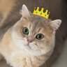 Фото профиля 0xlyz🐈