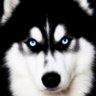 Profilbild von NorNu