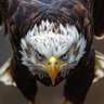 Abid Chattha profil fotoğrafı