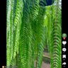 P. profil fotoğrafı