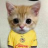 Curicaveri's profile picture