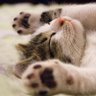 カッチャンはエロイ男！ profil fotoğrafı