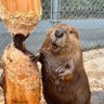 The mighty beaver's profile picture