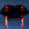 Go Gators profil fotoğrafı