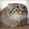 dumb little kitty's profile picture