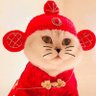呆橘猫 profil fotoğrafı