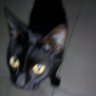reposteo gatos :3's profile picture
