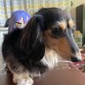 Profilbild von に し み の