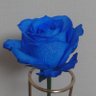 Фото профиля rosesformoon