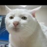 Crazy Cat ç倎å