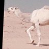 حـظ البـل profil fotoğrafı