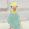 ひかる 的头像