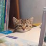 ❤︎ นะ(มน)ตัสสะ εїз profil fotoğrafı