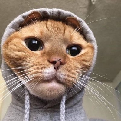 cadeolmj's profile picture