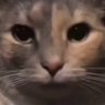 kaotisch's profile picture