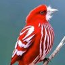 العـلاو المشهـري profil fotoğrafı