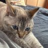 しましましっぽのみゃーみゃ profil fotoğrafı
