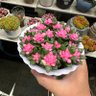 逆天 的头像