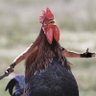 Cockimus Fightimus Meridius's profile picture