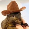 Фото профиля American Hamster