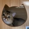 🐱 的头像
