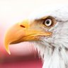 NunoPinheiro's profile picture