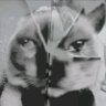 Mayhem Katloo profil fotoğrafı