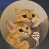 Aran Hdg's profile picture