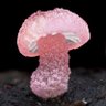 Profilbild von shroom