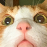 1Persend profil fotoğrafı