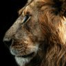 Фото профиля Lion🖤