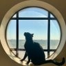 Zell Skells's profile picture