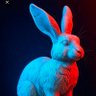 Фото профиля The Rabbit City