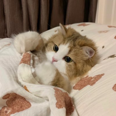 Yyyuan_o's profile picture