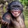 Chimp Anzil 的头像