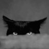 Фото профиля BlackCat.exe | $P2P