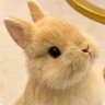 lustful rabbit🐇 的头像