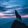 الوافي profil fotoğrafı