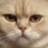 パンチ's profile picture