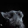 Bayu Candera🐈⬛'s profile picture