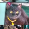 kucing Hitam profil fotoğrafı