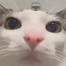 Pangpang's profile picture