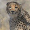 Фото профиля Deep Learning