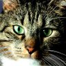 Muzo Tezel profil fotoğrafı