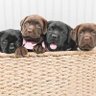 Basket Full of Puppies 的头像