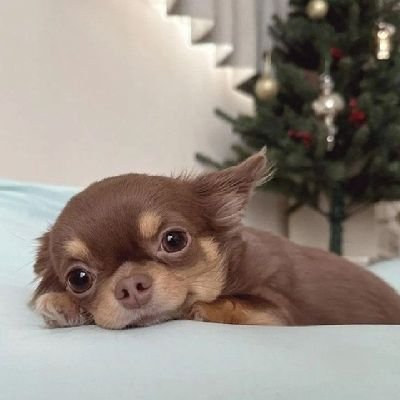 Imcutteraster's profile picture