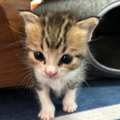 保護猫ラオと不器用男。's profile picture